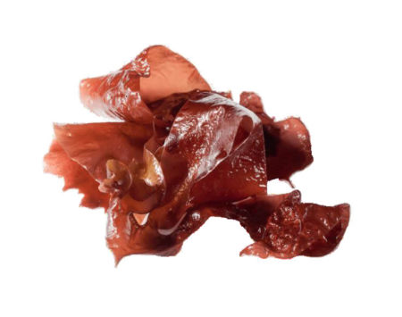 Fresh red algae bulk ( Kg ): Dils fleshy