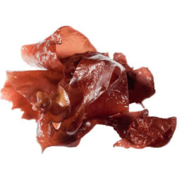 Alghe rosse fresche sfuse ( Kg ): Dilsea carnosa