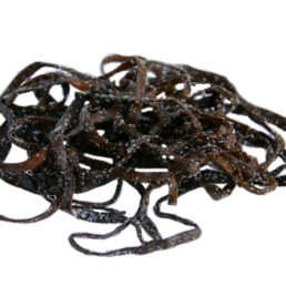 Algas frescas en sal groso ( Kg ): Sea Spaghetti