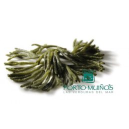 신선한 해초: 바다 라말 (Codium spp.) – 포르투-Muiños
